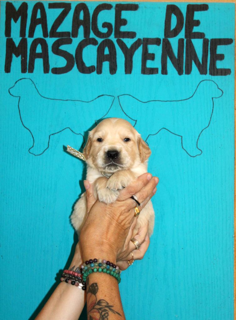 Du mazage de mascayenne - Chiots disponibles - Golden Retriever