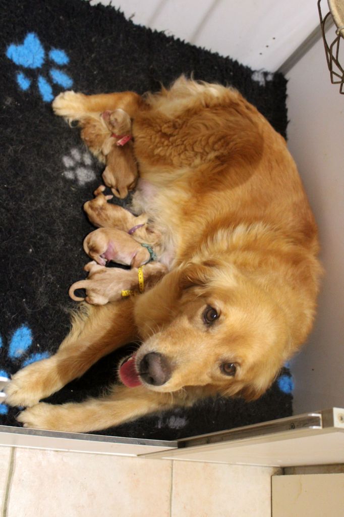 Chiot Golden Retriever Du mazage de mascayenne