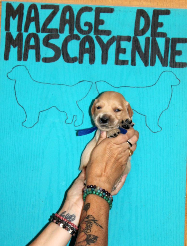 Du mazage de mascayenne - Chiots disponibles - Golden Retriever