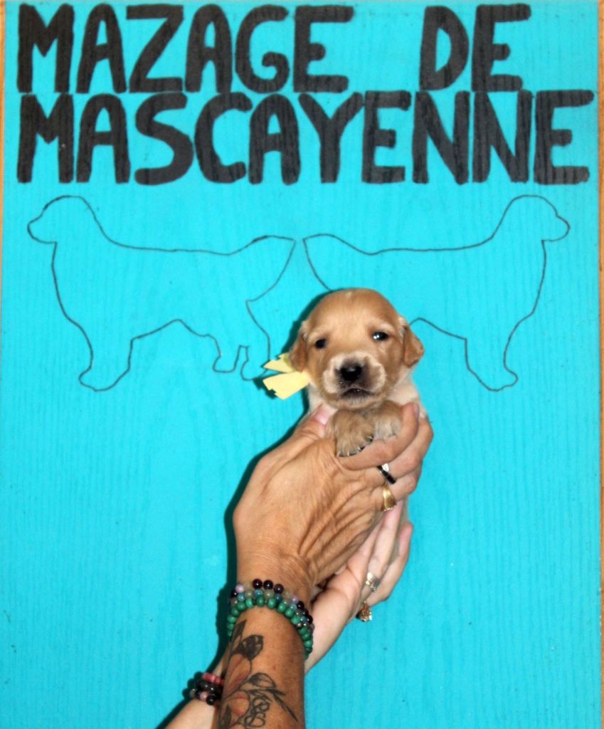 Du mazage de mascayenne - Chiots disponibles - Golden Retriever