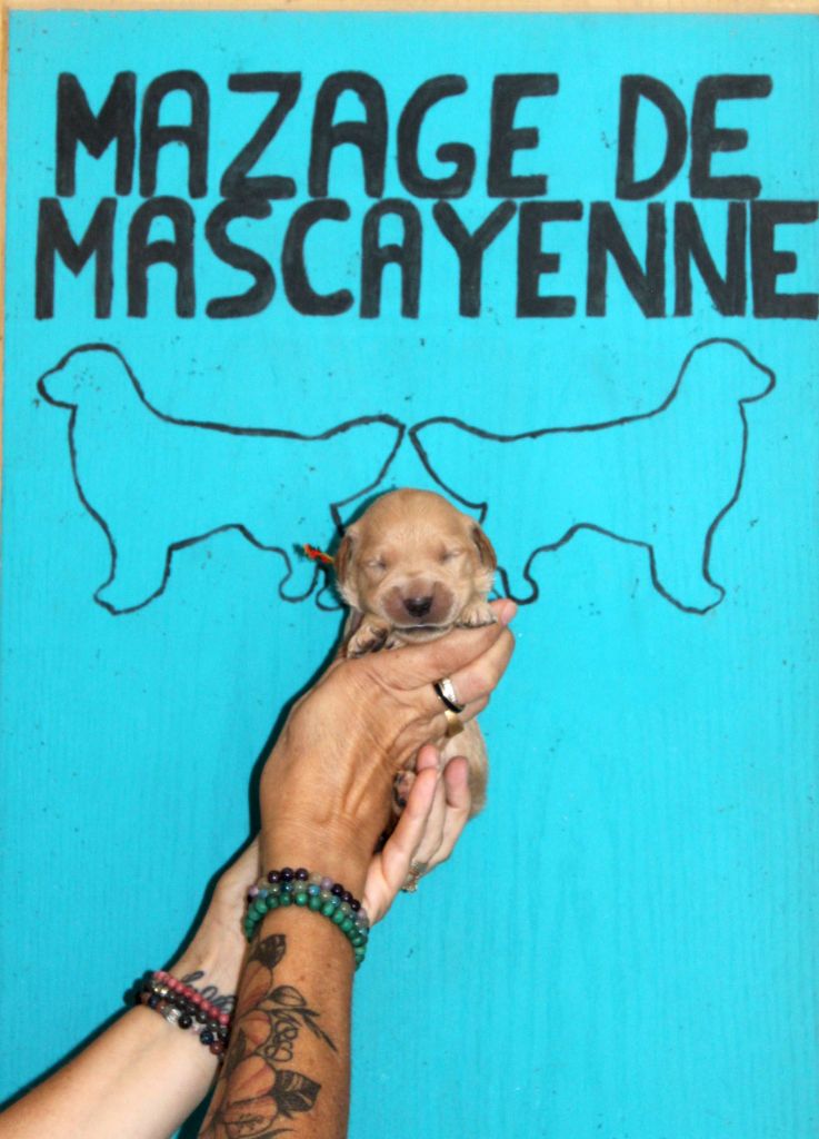 Du mazage de mascayenne - Chiots disponibles - Golden Retriever