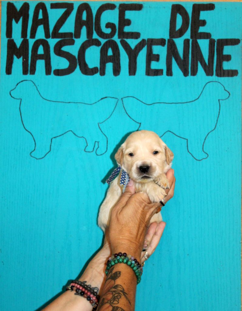 Du mazage de mascayenne - Chiots disponibles - Golden Retriever