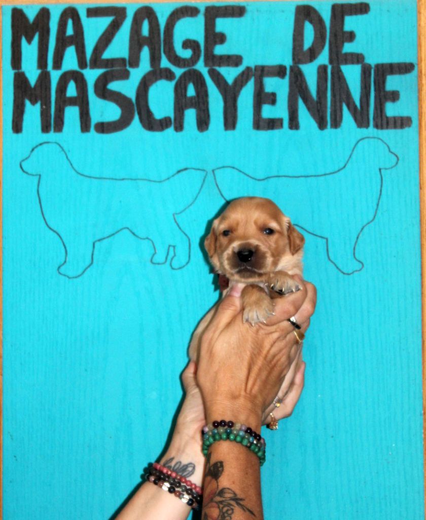 Du mazage de mascayenne - Chiots disponibles - Golden Retriever
