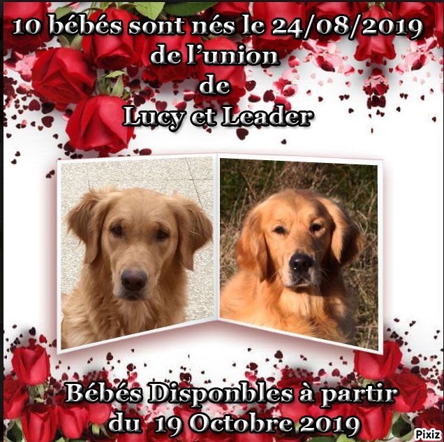 Chiot Golden Retriever Du mazage de mascayenne