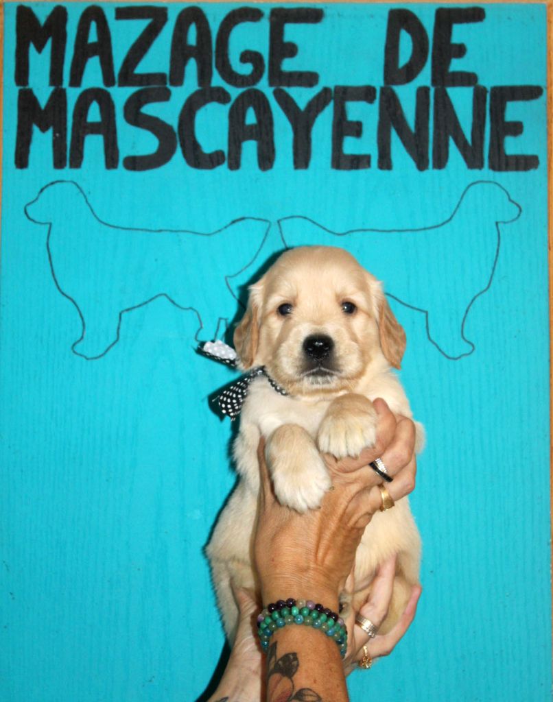 Du mazage de mascayenne - Chiots disponibles - Golden Retriever