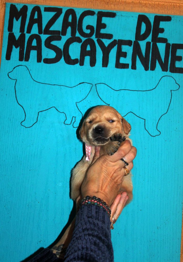 Du mazage de mascayenne - Chiots disponibles - Golden Retriever