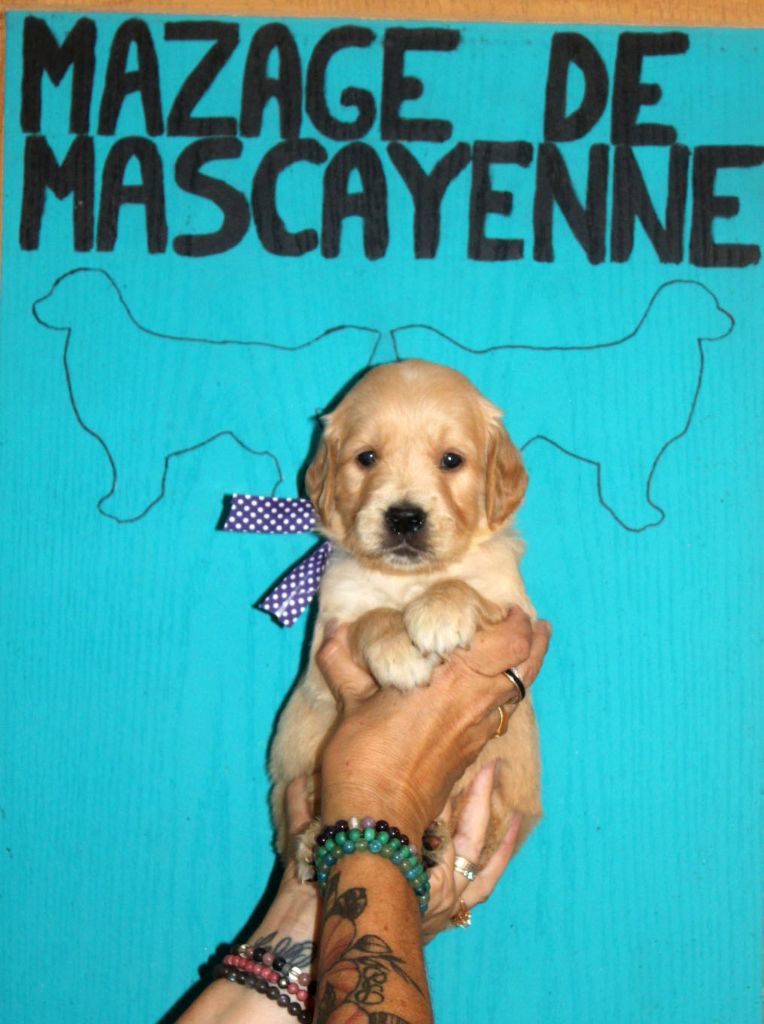 Du mazage de mascayenne - Chiots disponibles - Golden Retriever