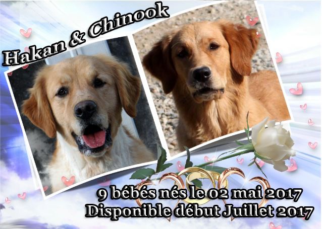 Chiot Golden Retriever Du mazage de mascayenne
