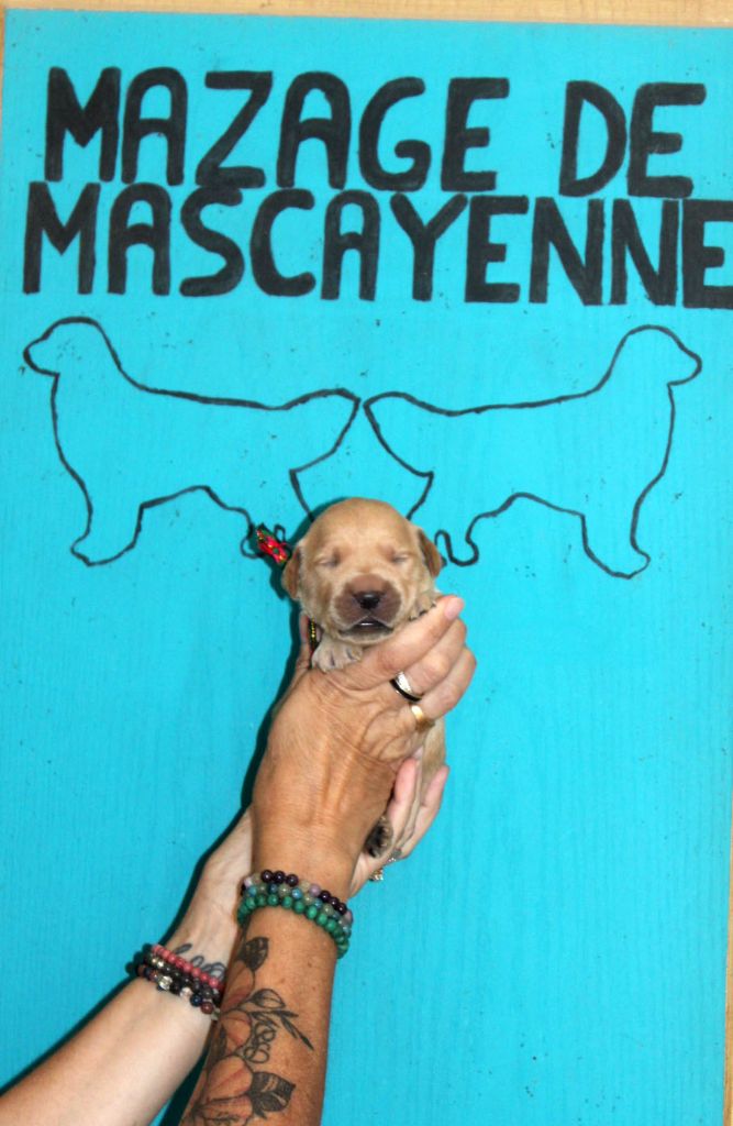 Du mazage de mascayenne - Chiots disponibles - Golden Retriever