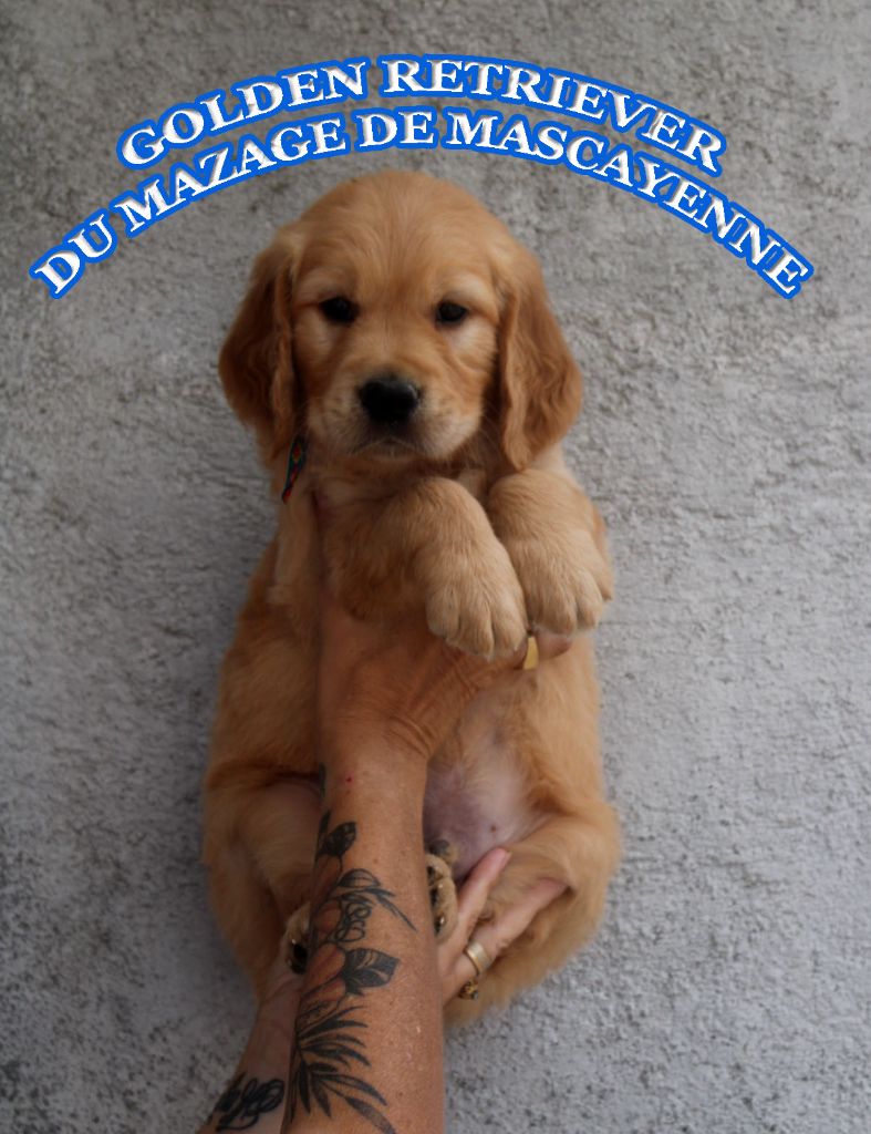 Du mazage de mascayenne - Chiots disponibles - Golden Retriever