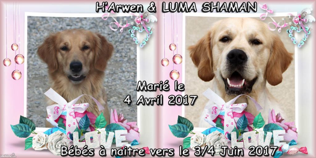 Chiot Golden Retriever Du mazage de mascayenne