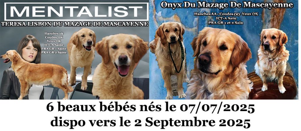 Chiot Golden Retriever Du mazage de mascayenne