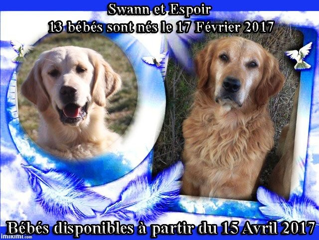 Chiot Golden Retriever Du mazage de mascayenne
