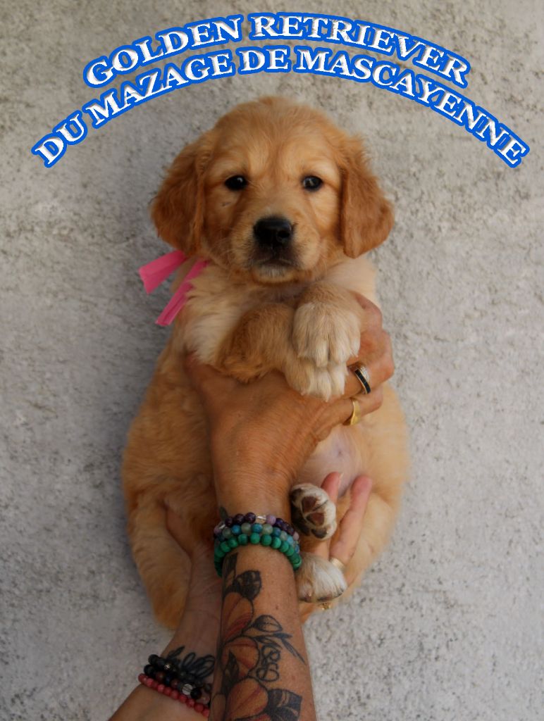 Du mazage de mascayenne - Chiots disponibles - Golden Retriever