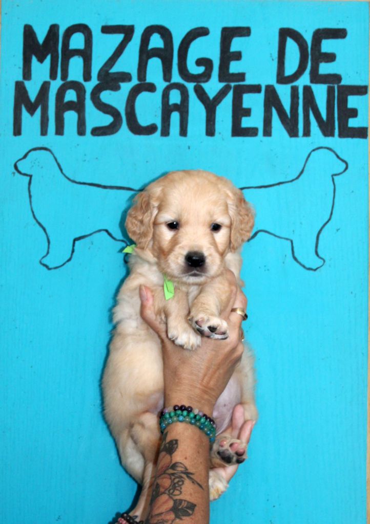 Du mazage de mascayenne - Chiots disponibles - Golden Retriever