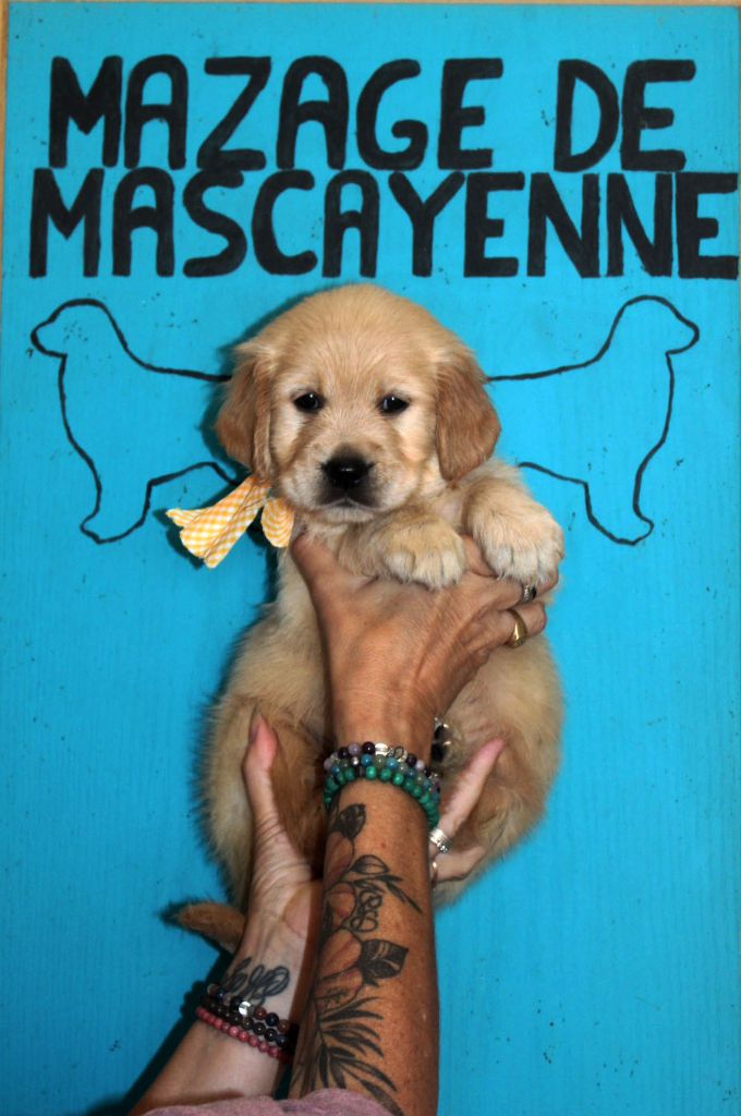 Du mazage de mascayenne - Chiots disponibles - Golden Retriever