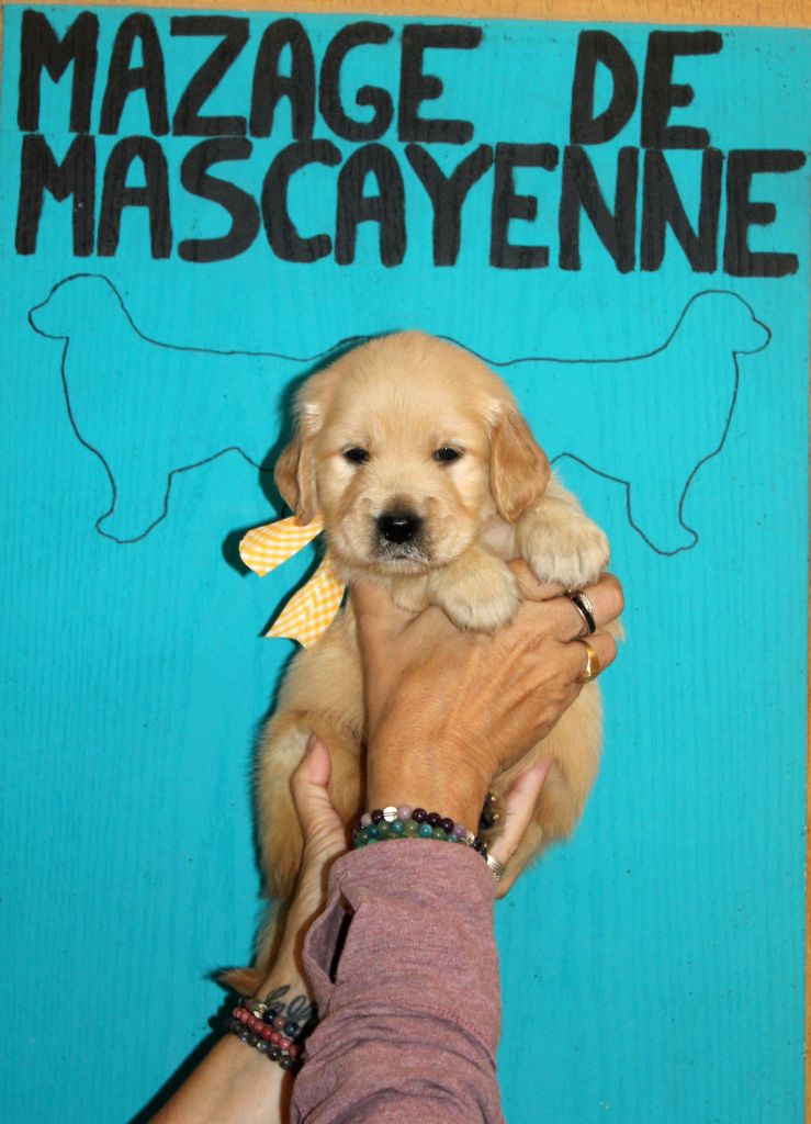 Du mazage de mascayenne - Chiots disponibles - Golden Retriever