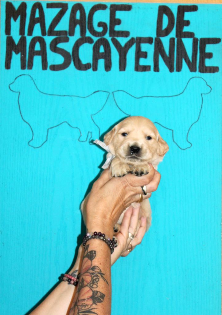 Du mazage de mascayenne - Chiots disponibles - Golden Retriever