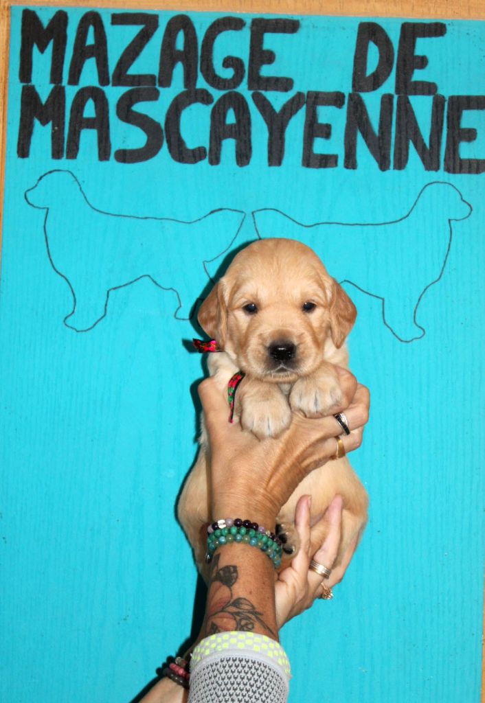 Du mazage de mascayenne - Chiots disponibles - Golden Retriever