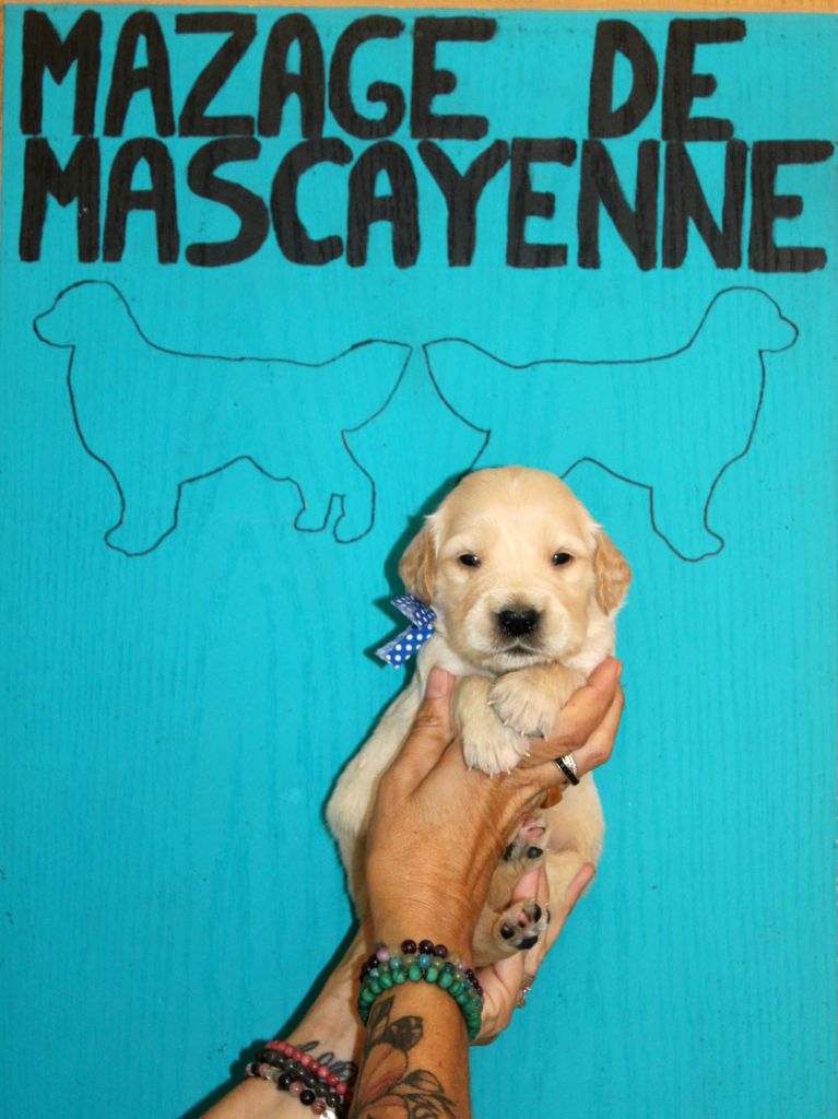 Du mazage de mascayenne - Chiots disponibles - Golden Retriever