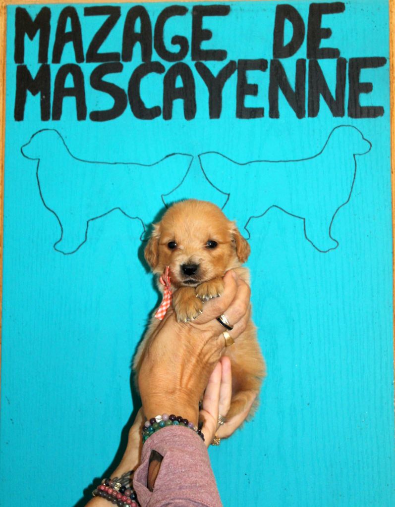 Du mazage de mascayenne - Chiots disponibles - Golden Retriever