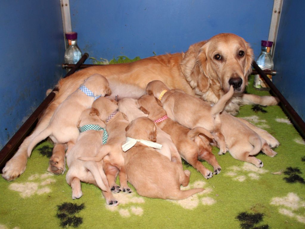 Chiot Golden Retriever Du mazage de mascayenne