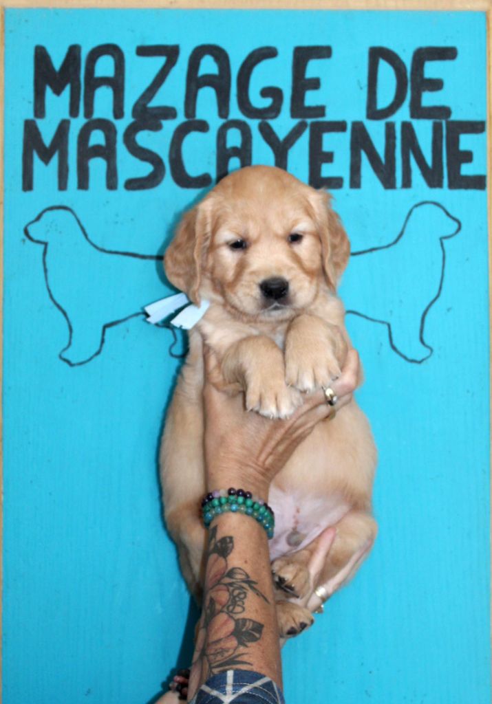 Du mazage de mascayenne - Chiots disponibles - Golden Retriever