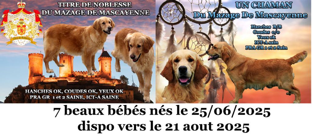 Du mazage de mascayenne - Golden Retriever - Portée née le 25/06/2025