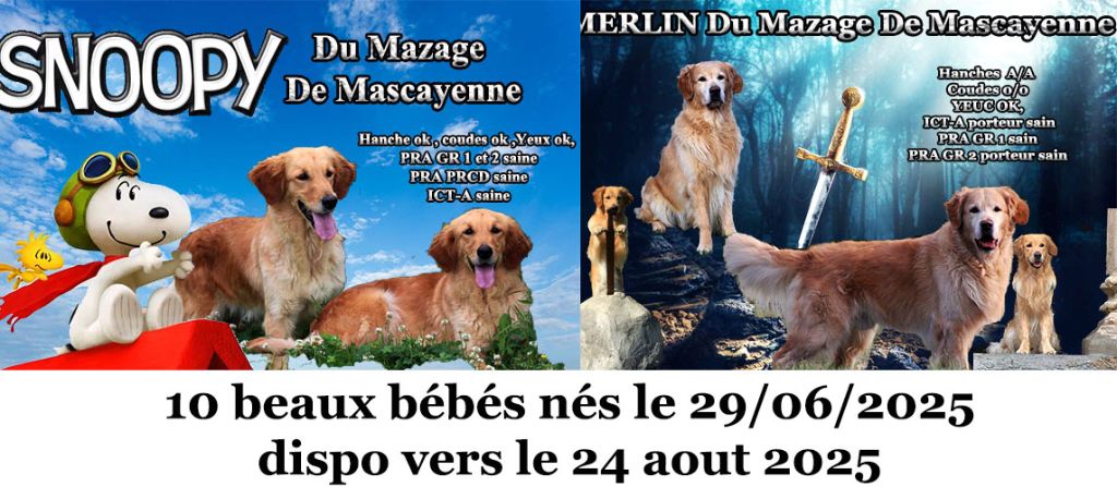 Du mazage de mascayenne - Golden Retriever - Portée née le 29/06/2025