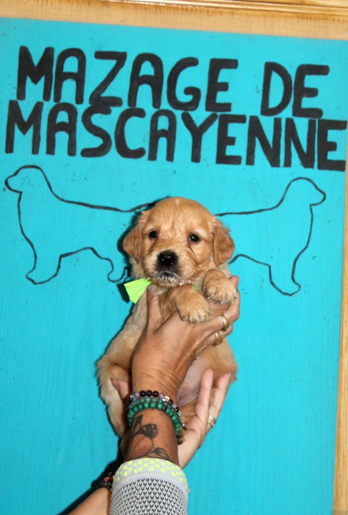 Du mazage de mascayenne - Chiots disponibles - Golden Retriever