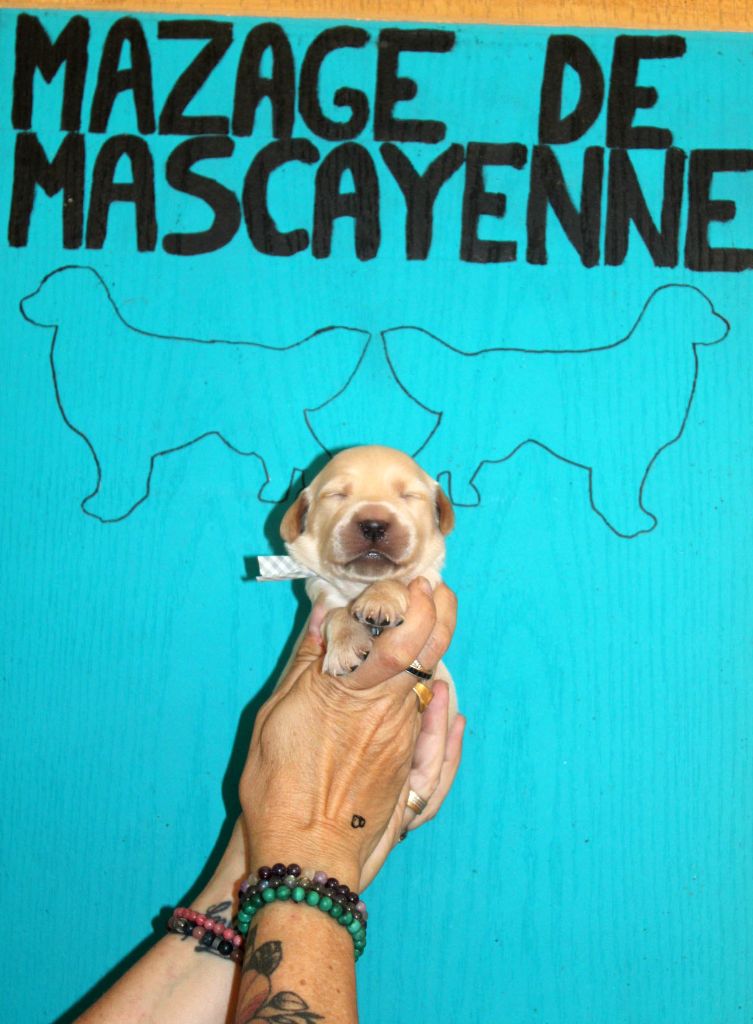 Du mazage de mascayenne - Chiots disponibles - Golden Retriever
