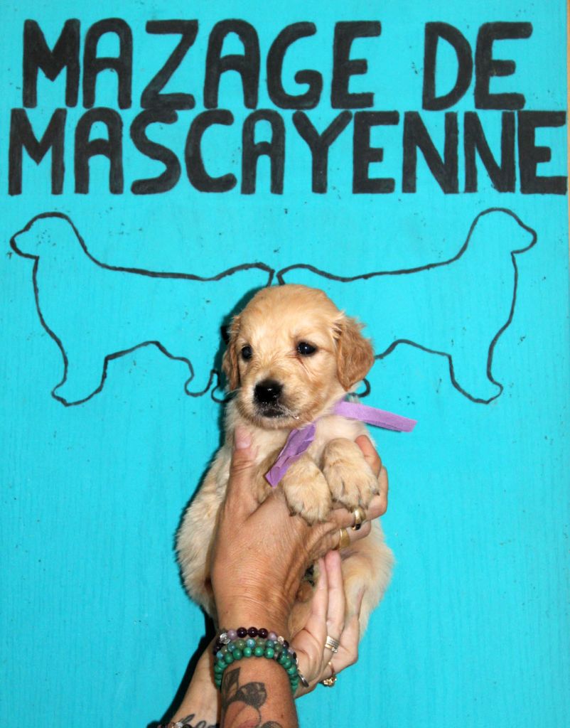 Du mazage de mascayenne - Chiots disponibles - Golden Retriever
