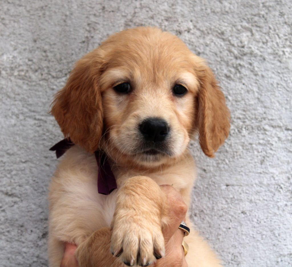 Du mazage de mascayenne - Chiots disponibles - Golden Retriever