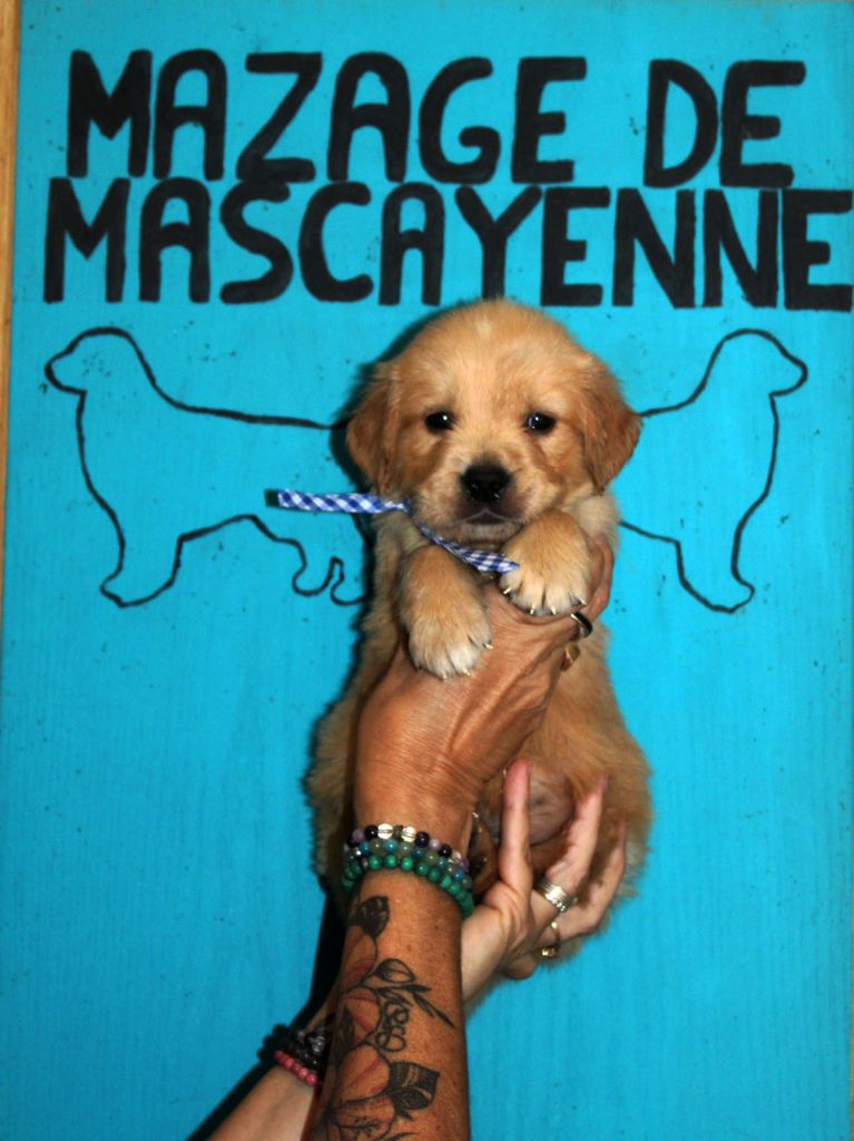 Du mazage de mascayenne - Chiots disponibles - Golden Retriever