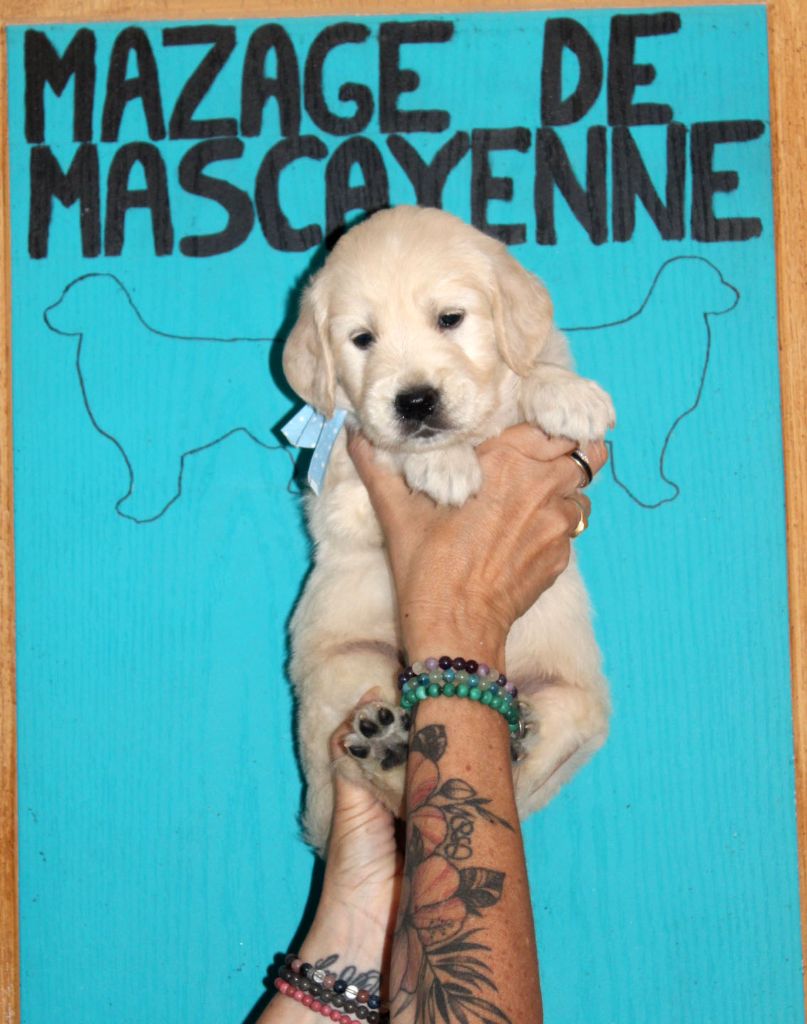 Du mazage de mascayenne - Chiots disponibles - Golden Retriever