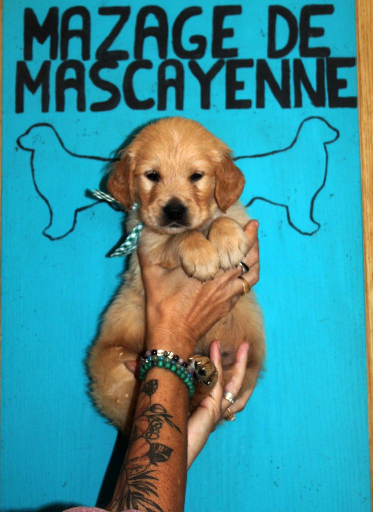Du mazage de mascayenne - Chiots disponibles - Golden Retriever